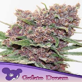 Gelato Dream > Anesia Seeds